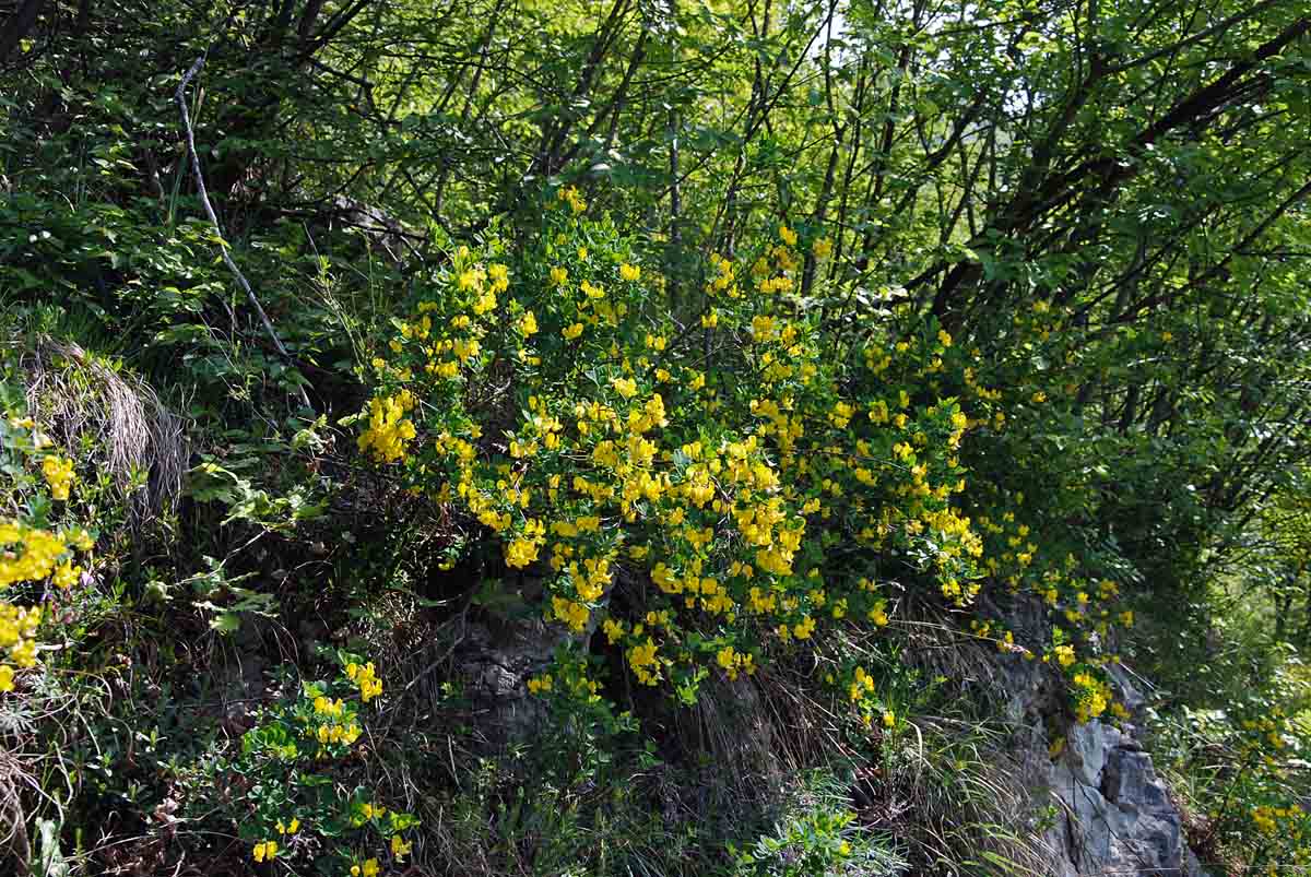 Emerus major (=Coronilla emerus) / Cornetta dondolina